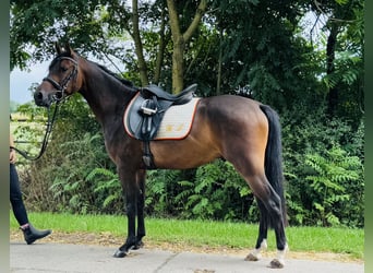 Deutsches Reitpony, Wallach, 3 Jahre, 142 cm, Dunkelbrauner