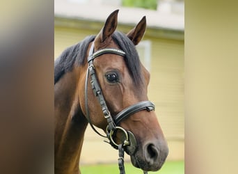 Deutsches Reitpony, Wallach, 3 Jahre, 142 cm, Dunkelbrauner
