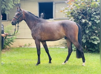 Deutsches Reitpony, Wallach, 3 Jahre, 142 cm, Dunkelbrauner