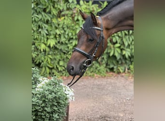 Deutsches Reitpony, Wallach, 3 Jahre, 142 cm, Dunkelbrauner