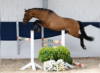 Deutsches Reitpony, Wallach, 3 Jahre, 142 cm, Falbe
