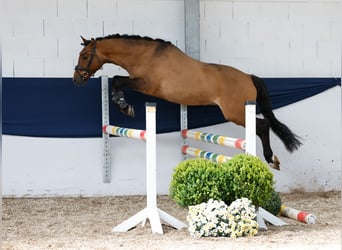 Deutsches Reitpony, Wallach, 3 Jahre, 142 cm, Falbe