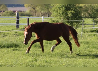 Deutsches Reitpony, Wallach, 3 Jahre, 142 cm, Fuchs