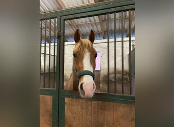 Deutsches Reitpony, Wallach, 3 Jahre, 142 cm, Fuchs