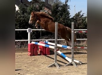 Deutsches Reitpony, Wallach, 3 Jahre, 142 cm, Fuchs