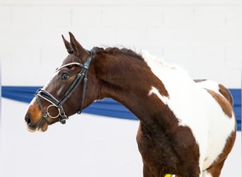 Deutsches Reitpony, Wallach, 3 Jahre, 142 cm, Schecke