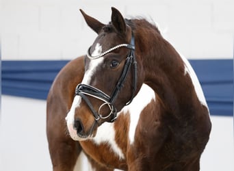 Deutsches Reitpony, Wallach, 3 Jahre, 142 cm, Schecke