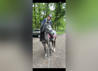 Deutsches Reitpony, Wallach, 3 Jahre, 142 cm, Schimmel