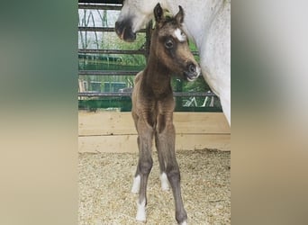 Deutsches Reitpony, Wallach, 3 Jahre, 142 cm, Schimmel