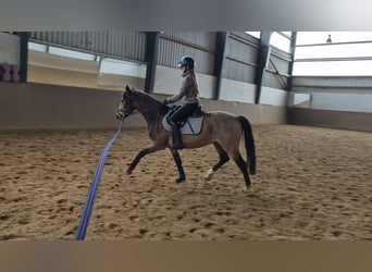 Deutsches Reitpony, Wallach, 3 Jahre, 143 cm, Buckskin