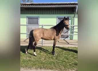 Deutsches Reitpony, Wallach, 3 Jahre, 143 cm, Buckskin
