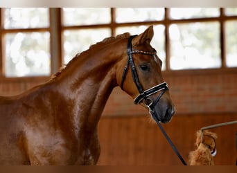 Deutsches Reitpony, Wallach, 3 Jahre, 143 cm, Falbe