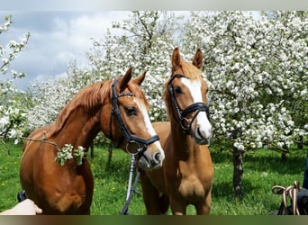 Deutsches Reitpony, Wallach, 3 Jahre, 143 cm, Fuchs