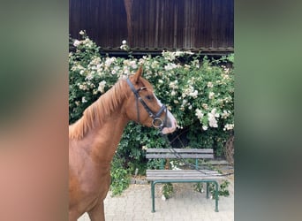 Deutsches Reitpony, Wallach, 3 Jahre, 143 cm, Fuchs