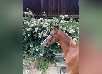 Deutsches Reitpony, Wallach, 3 Jahre, 143 cm, Fuchs