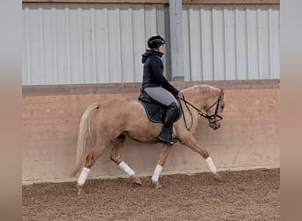 Deutsches Reitpony, Wallach, 3 Jahre, 143 cm, Palomino