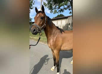 Deutsches Reitpony, Wallach, 3 Jahre, 143 cm, Rotbrauner