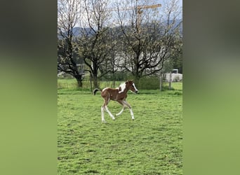 Deutsches Reitpony, Wallach, 3 Jahre, 143 cm, Schecke