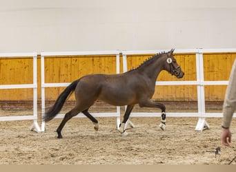 Deutsches Reitpony, Wallach, 3 Jahre, 144 cm, Brauner