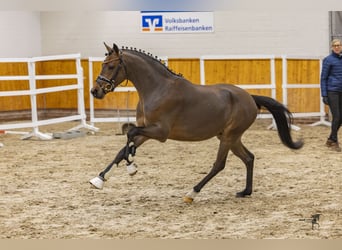 Deutsches Reitpony, Wallach, 3 Jahre, 144 cm, Brauner