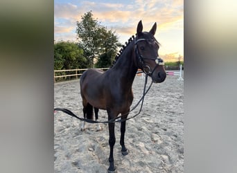 Deutsches Reitpony, Wallach, 3 Jahre, 144 cm, Brauner