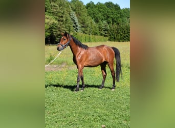 Deutsches Reitpony, Wallach, 3 Jahre, 144 cm, Brauner