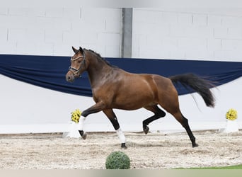 Deutsches Reitpony, Wallach, 3 Jahre, 144 cm, Brauner