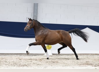 Deutsches Reitpony, Wallach, 3 Jahre, 144 cm, Brauner