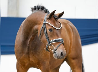 Deutsches Reitpony, Wallach, 3 Jahre, 144 cm, Brauner