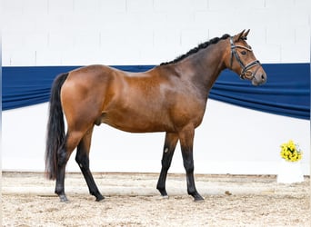 Deutsches Reitpony, Wallach, 3 Jahre, 144 cm, Brauner