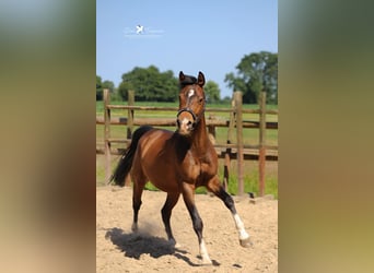 Deutsches Reitpony, Wallach, 3 Jahre, 144 cm, Brauner