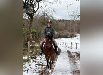Deutsches Reitpony, Wallach, 3 Jahre, 144 cm, Brauner