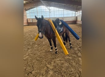 Deutsches Reitpony, Wallach, 3 Jahre, 144 cm, Brauner