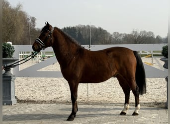 Deutsches Reitpony Mix, Wallach, 3 Jahre, 144 cm, Brauner