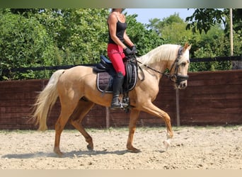 Deutsches Reitpony, Wallach, 3 Jahre, 144 cm