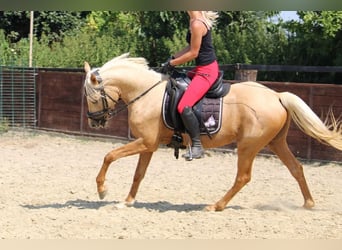 Deutsches Reitpony, Wallach, 3 Jahre, 144 cm