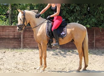 Deutsches Reitpony, Wallach, 3 Jahre, 144 cm