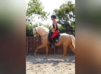 Deutsches Reitpony, Wallach, 3 Jahre, 144 cm