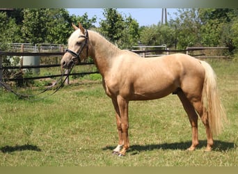 Deutsches Reitpony, Wallach, 3 Jahre, 144 cm