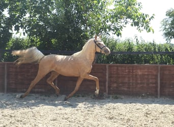 Deutsches Reitpony, Wallach, 3 Jahre, 144 cm