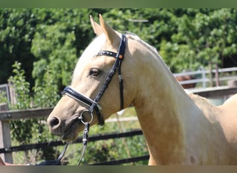 Deutsches Reitpony, Wallach, 3 Jahre, 144 cm