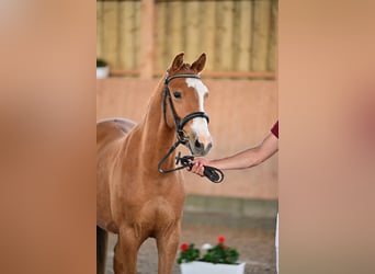 Deutsches Reitpony, Wallach, 3 Jahre, 144 cm, Fuchs