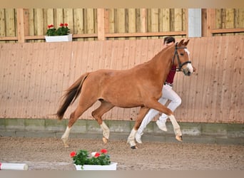 Deutsches Reitpony, Wallach, 3 Jahre, 144 cm, Fuchs