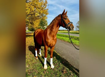 Deutsches Reitpony, Wallach, 3 Jahre, 144 cm, Fuchs