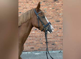 Deutsches Reitpony, Wallach, 3 Jahre, 144 cm, Fuchs