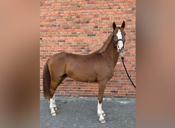 Deutsches Reitpony, Wallach, 3 Jahre, 144 cm, Fuchs