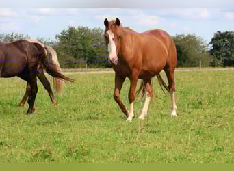 Deutsches Reitpony Mix, Wallach, 3 Jahre, 144 cm, Fuchs