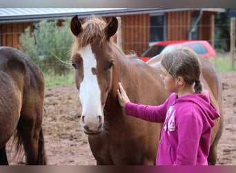 Deutsches Reitpony Mix, Wallach, 3 Jahre, 144 cm, Fuchs