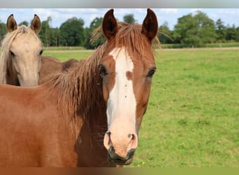 Deutsches Reitpony Mix, Wallach, 3 Jahre, 144 cm, Fuchs