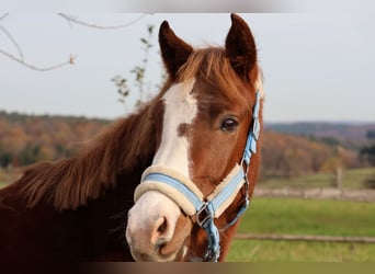 Deutsches Reitpony Mix, Wallach, 3 Jahre, 144 cm, Fuchs